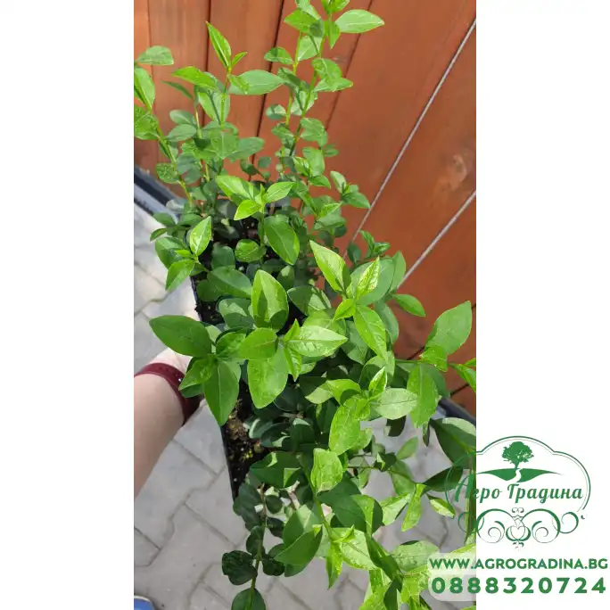 Разсад Лигуструм Ligustrum vulgare - пакет - 10 броя Разсад Лигуструм Ligustrum vulgare - пакет - 10 броя