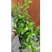Разсад Лигуструм  Ligustrum vulgare - пакет - 10 броя