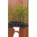 Разсад Лигуструм  Ligustrum vulgare - пакет - 10 броя
