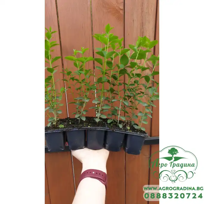 Разсад Лигуструм Ligustrum vulgare - пакет - 10 броя Разсад Лигуструм Ligustrum vulgare - пакет - 10 броя