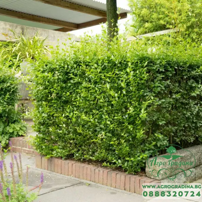 Разсад Лигуструм Ligustrum vulgare - пакет - 10 броя Разсад Лигуструм Ligustrum vulgare - пакет - 10 броя
