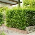 Разсад Лигуструм  Ligustrum vulgare - пакет - 10 броя