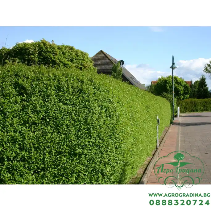 Разсад Лигуструм Ligustrum vulgare - пакет - 10 броя Разсад Лигуструм Ligustrum vulgare - пакет - 10 броя