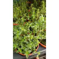 Разсад Лимонена Мащерка / Thymus citriodorus