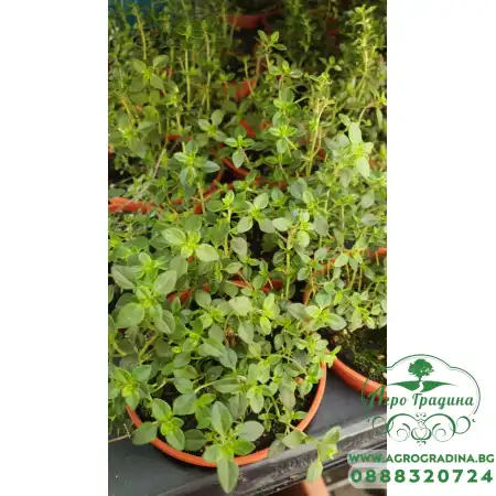 Разсад Лимонена Мащерка Thymus citriodorus