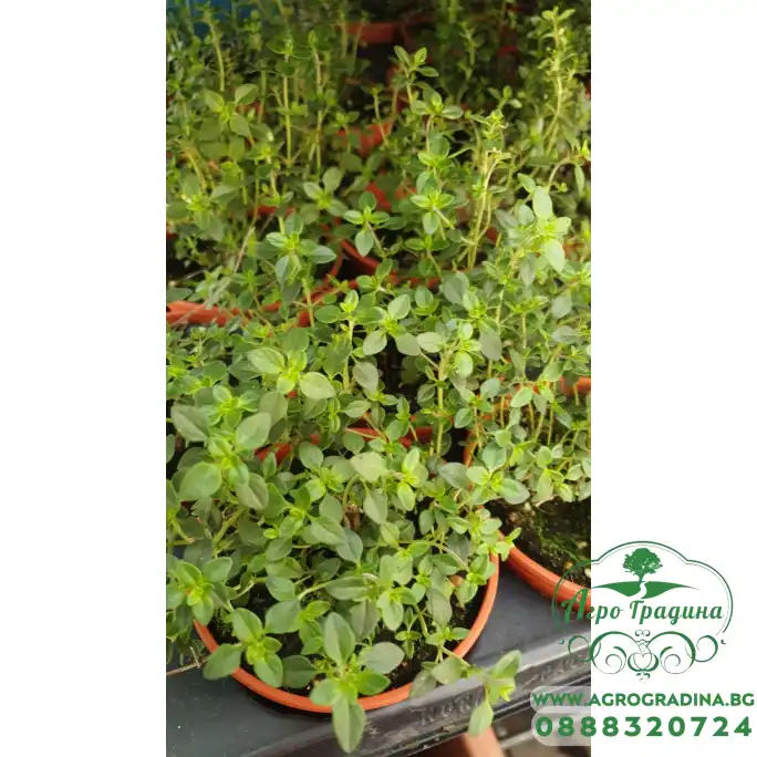 Разсад Лимонена Мащерка Thymus citriodorus Разсад Лимонена Мащерка Thymus citriodorus