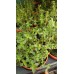 Разсад Лимонена Мащерка / Thymus citriodorus