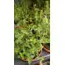 Разсад Лимонена Мащерка Thymus citriodorus