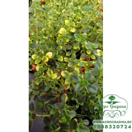 Разсад Лимонена Мащерка Шарена