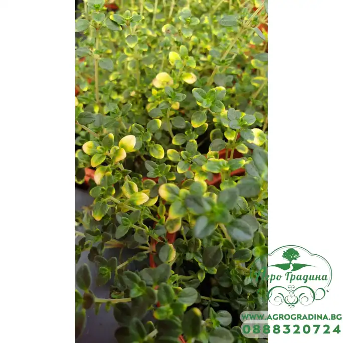 Разсад Лимонена Мащерка Шарена