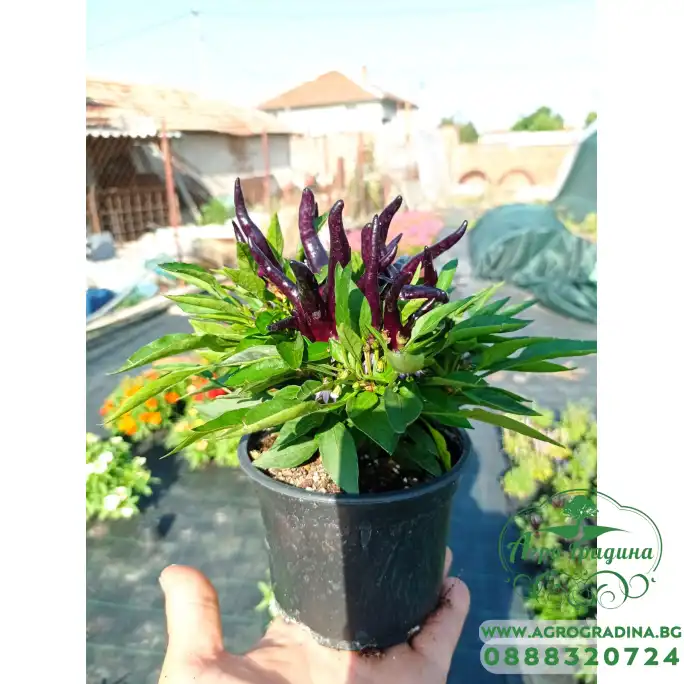 Разсад от люти чушки черни Capsicum annuum Joker black (реални снимки) Разсад от люти чушки черни Capsicum annuum Joker black (реални снимки)