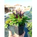 Разсад от люти чушки черни Capsicum annuum Joker black (реални снимки)