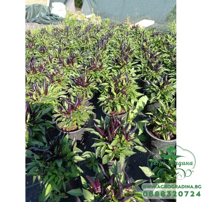 Разсад от люти чушки черни Capsicum annuum Joker black (реални снимки) Разсад от люти чушки черни Capsicum annuum Joker black (реални снимки)