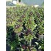Разсад от люти чушки черни Capsicum annuum Joker black (реални снимки)