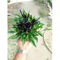Разсад от люти чушки черни Capsicum annuum Joker black (реални снимки)