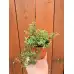 Разсад Мащерка в саксия Thymus vulgaris