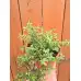 Разсад Мащерка в саксия Thymus vulgaris