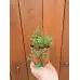 Разсад Мащерка в саксия Thymus vulgaris
