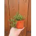 Разсад Мащерка в саксия Thymus vulgaris