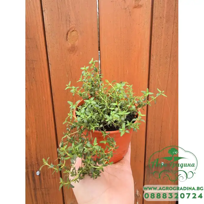 Разсад Мащерка в саксия Thymus vulgaris Разсад Мащерка в саксия Thymus vulgaris