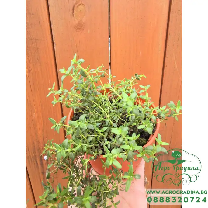 Разсад Мащерка в саксия Thymus vulgaris Разсад Мащерка в саксия Thymus vulgaris