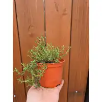 Разсад Мащерка в саксия Thymus vulgaris