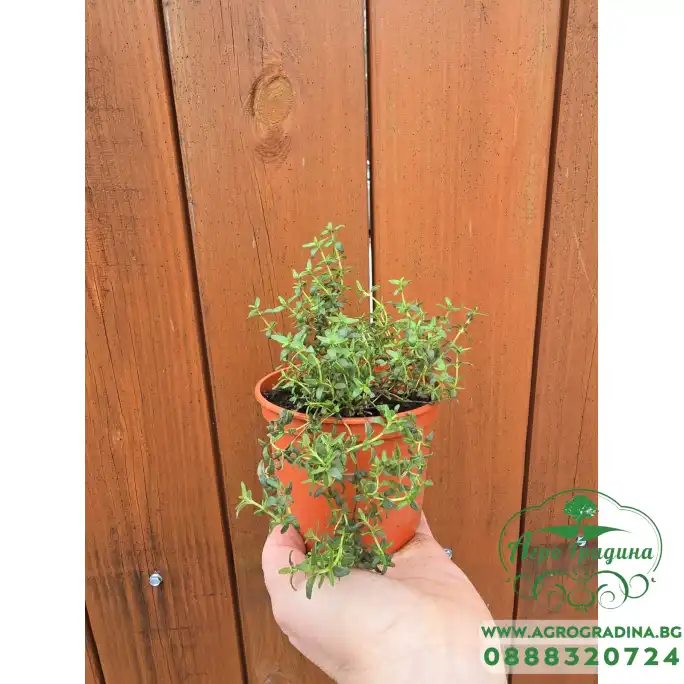 Разсад Мащерка в саксия Thymus vulgaris Разсад Мащерка в саксия Thymus vulgaris