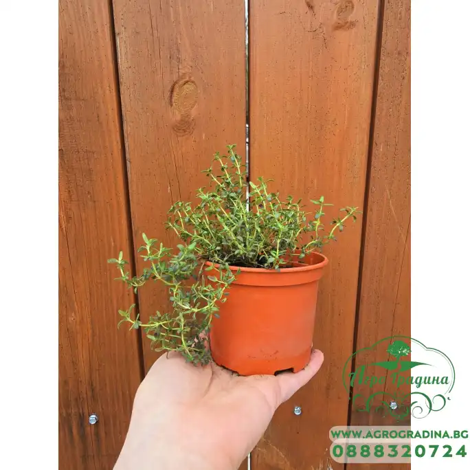 Разсад Мащерка в саксия Thymus vulgaris Разсад Мащерка в саксия Thymus vulgaris