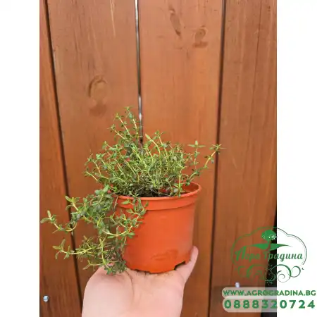 Разсад Мащерка в саксия Thymus vulgaris