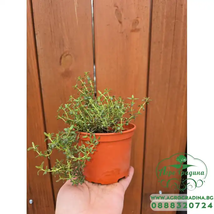 Разсад Мащерка в саксия Thymus vulgaris Разсад Мащерка в саксия Thymus vulgaris