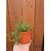 Разсад Мащерка в саксия Thymus vulgaris