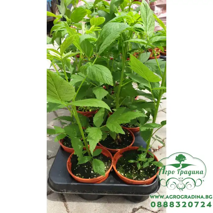 Разсад Малини Люлин в саксия