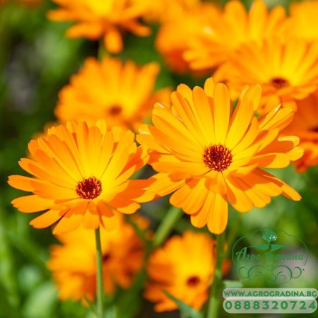 Разсад медицински Невен