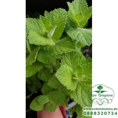 Разсад Мента с аромат на Ананас