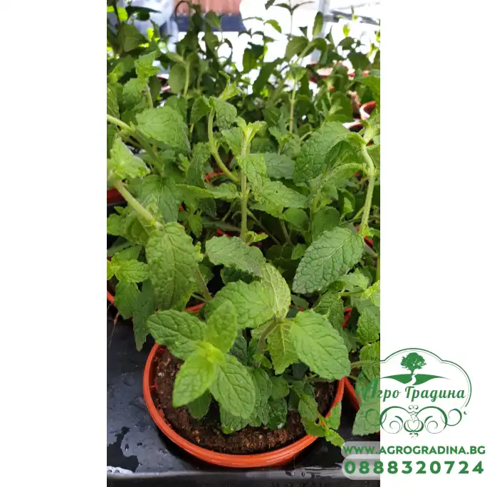 Разсад Мента с аромат на Ягода Mentha × piperita f citrata Strawberry Разсад Мента с аромат на Ягода Mentha × piperita f citrata Strawberry