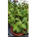 Разсад Мента с аромат на Ягода Mentha × piperita f citrata Strawberry