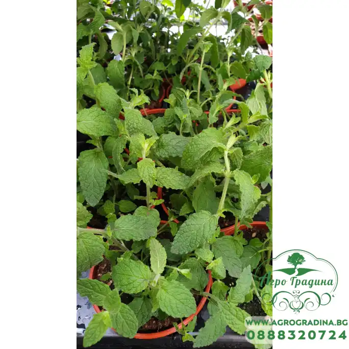 Разсад Мента с аромат на Ягода Mentha × piperita f citrata Strawberry Разсад Мента с аромат на Ягода Mentha × piperita f citrata Strawberry