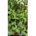Разсад Мента с аромат на Ягода / Mentha × piperita f citrata Strawberry
