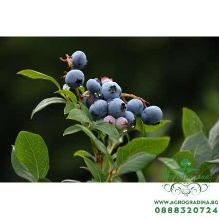 Разсад Полувисока Американска Боровинка Нортланд Vaccinium corymbosum Northland