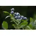 Разсад Полувисока Американска Боровинка Нортланд Vaccinium corymbosum Northland