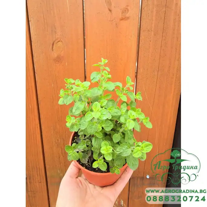 Разсад Риган Origanum vulgare Разсад Риган Origanum vulgare