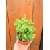 Разсад Риган Origanum vulgare