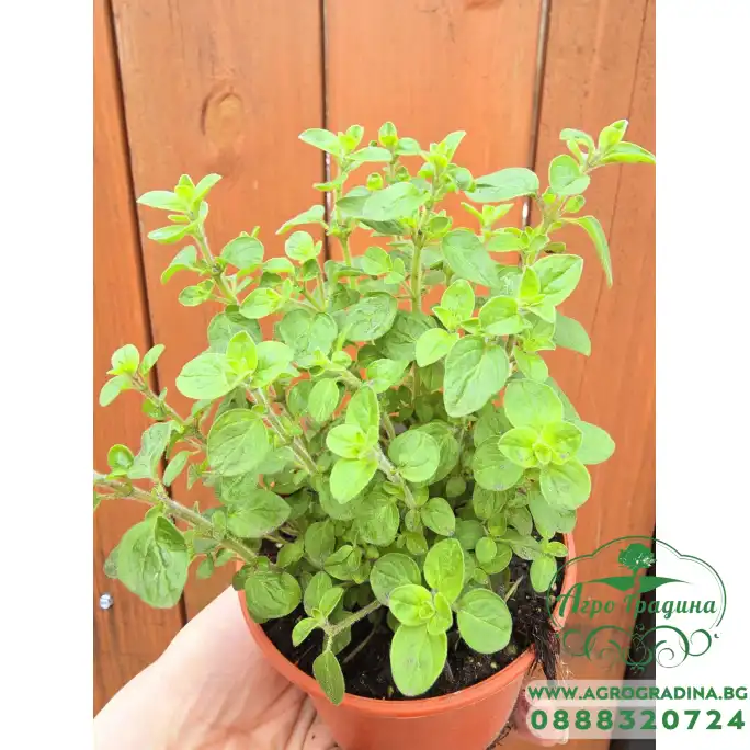 Разсад Риган Origanum vulgare Разсад Риган Origanum vulgare