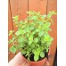 Разсад Риган Origanum vulgare