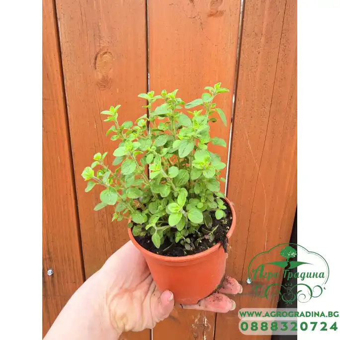 Разсад Риган Origanum vulgare Разсад Риган Origanum vulgare