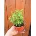 Разсад Риган Origanum vulgare