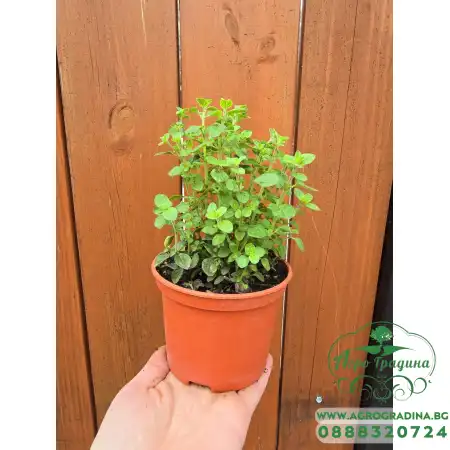 Разсад Риган Origanum vulgare