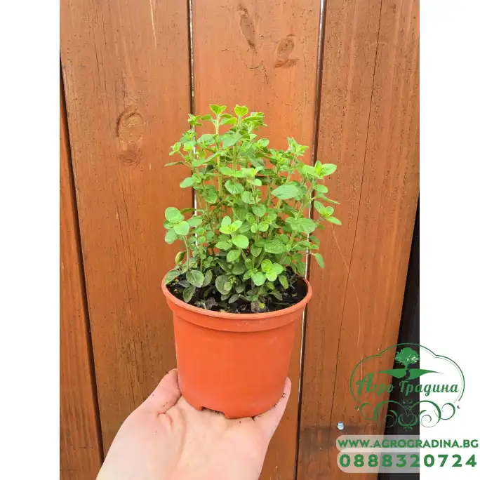 Разсад Риган Origanum vulgare Разсад Риган Origanum vulgare
