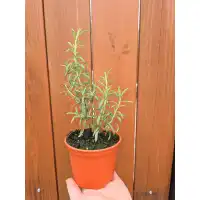 Разсад Розмарин / Rosmarinus officinalis