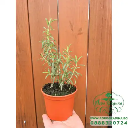 Разсад Розмарин Rosmarinus officinalis